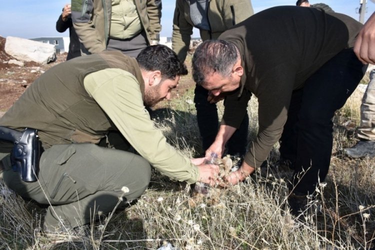 Fil alarmından sonra şimdi de kayıp aslan yavrusu ihbarı