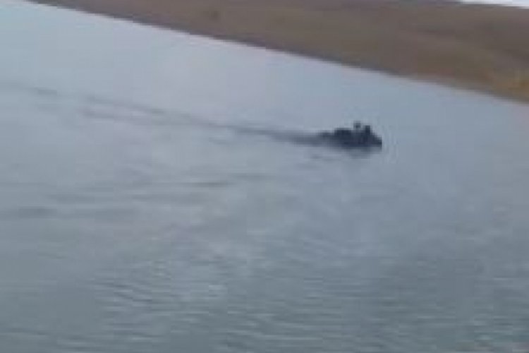 Elazığ'da barajda y&uuml;zen ayı kameralara yakalandı