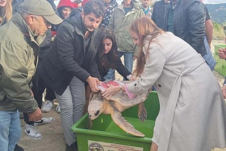 Muğla'da tedavisi tamamlanan 3 deniz kaplumbağası denize salındı