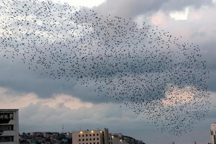Samsun'da sığırcık kuşları g&ouml;rsel ş&ouml;len oluşturdu