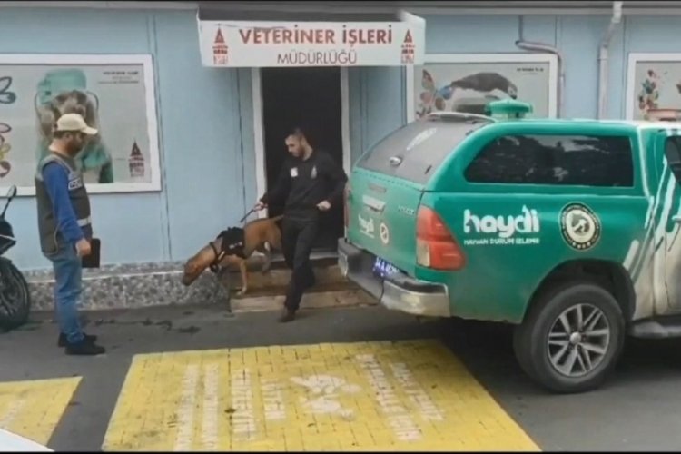 İstanbul'da ağızlıksız pitbull gezdiriyorlardı! 66 bin 798 lira ceza kesildi
