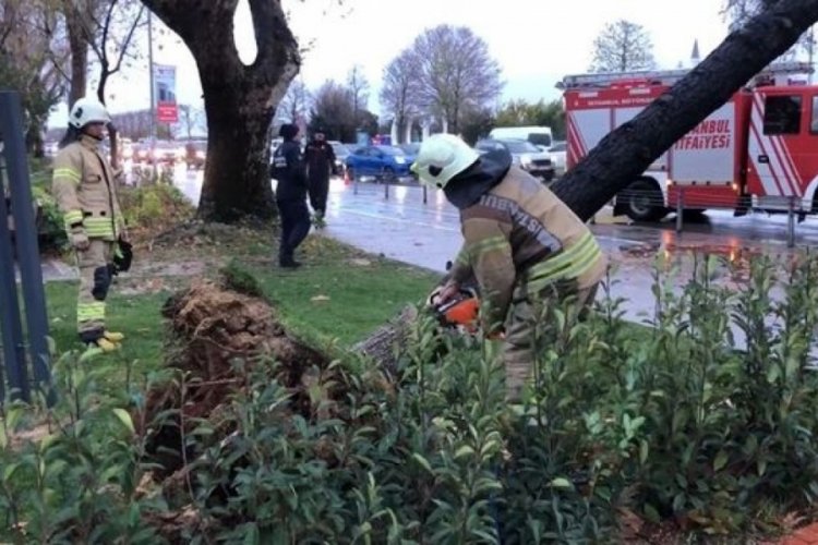 İstanbul'daki fırtınada ağa&ccedil;lar devrildi