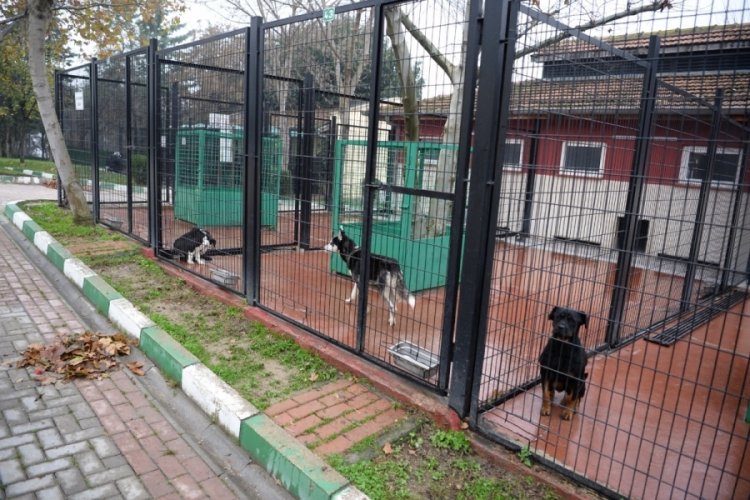 Bursa'da başıboş k&ouml;pekler mercek altında!