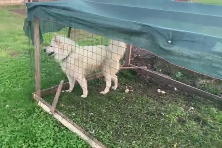 Samsun'da &ouml;rdeklere saldıran k&ouml;peği bir vatandaş cep telefonu kamerası ile kaydetti