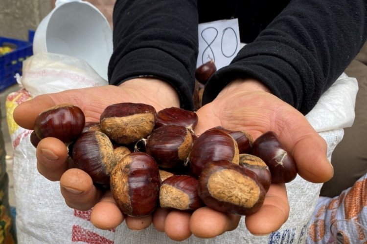 Kestanede rekolte d&uuml;ş&uuml;k fiyatlar uygun
