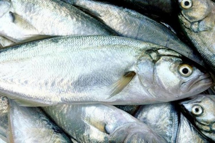 Ka&ccedil;ak avlanılan balıklar Gaziosmanpaşalı vatandaşlara dağıtıldı