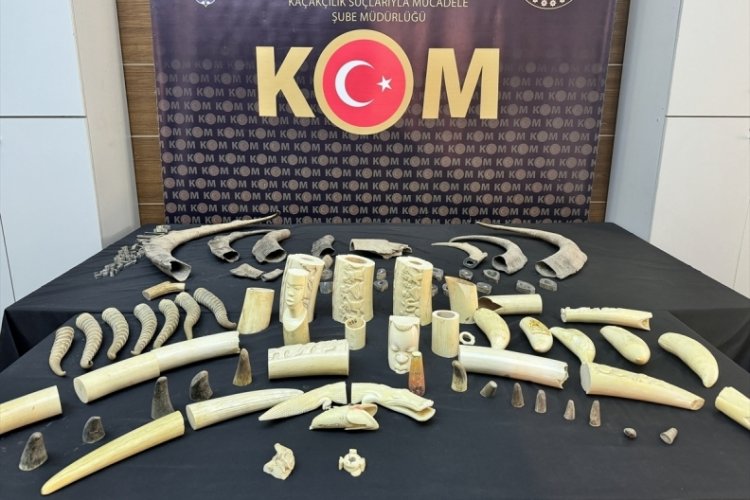 İstanbul'da hayvanların diş ve boynuzlarını satan ş&uuml;pheli yakalandı