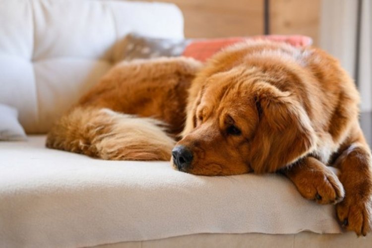"Ya k&ouml;pek ya ben" dedi, 9 yıllık evlilik bitti