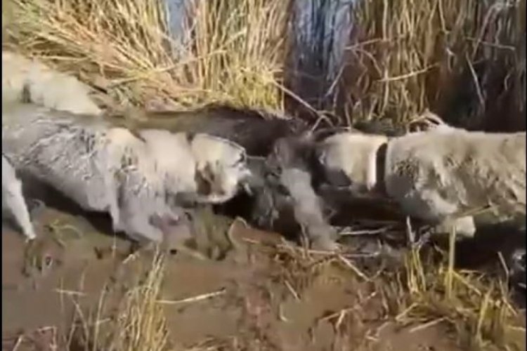 Siverek'te yaralı yaban domuzunu k&ouml;pekler par&ccedil;aladı