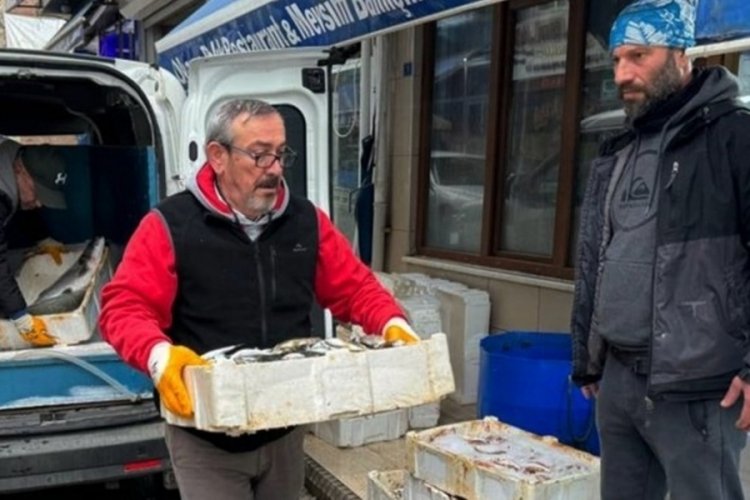 Sinop'ta tezgahlarda balık bolluğu yaşanıyor!