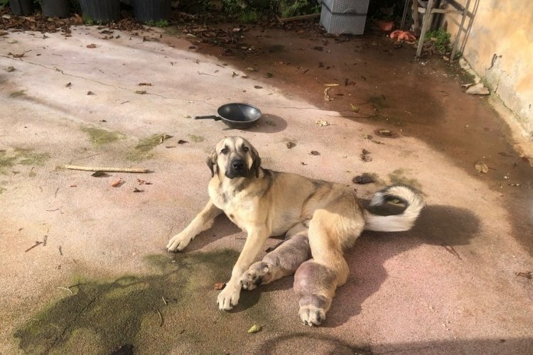 Rize'de hasta k&ouml;pek tedavi i&ccedil;in İstanbul'a g&ouml;nderildi