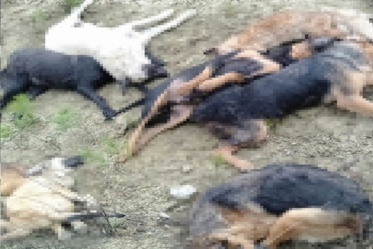 Bilecik'teki k&ouml;pek &ouml;l&uuml;mleriyle ilgili yeni gelişme