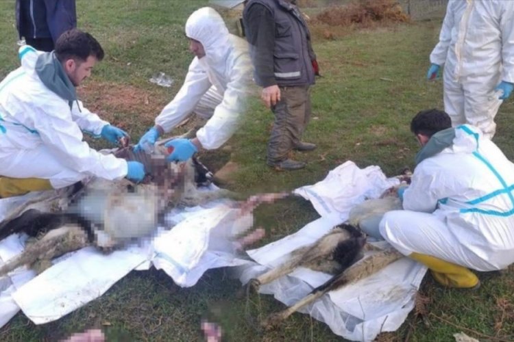 Sinop'ta telef olan hayvanların &ouml;l&uuml;m nedenleri belli oldu