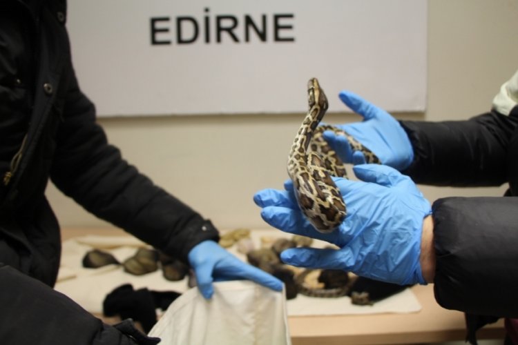 Edirne'de pitonlarla yolculuk yapmışlar
