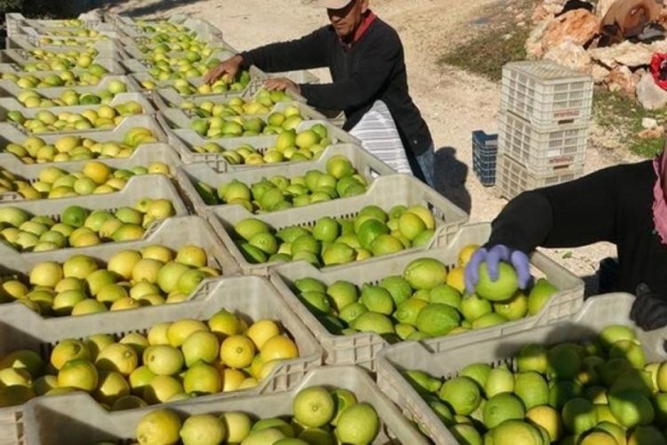 Lamas limonunda hasat başladı