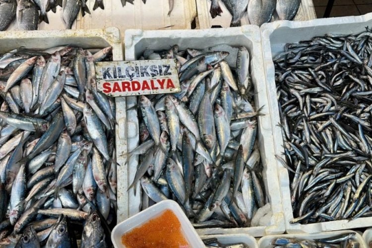 Mersin'de sardalya ve hamsi y&uuml;zleri g&uuml;ld&uuml;r&uuml;yor