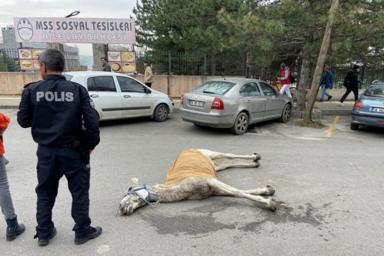Bursa'da at yere yığılıp &ouml;ld&uuml;!