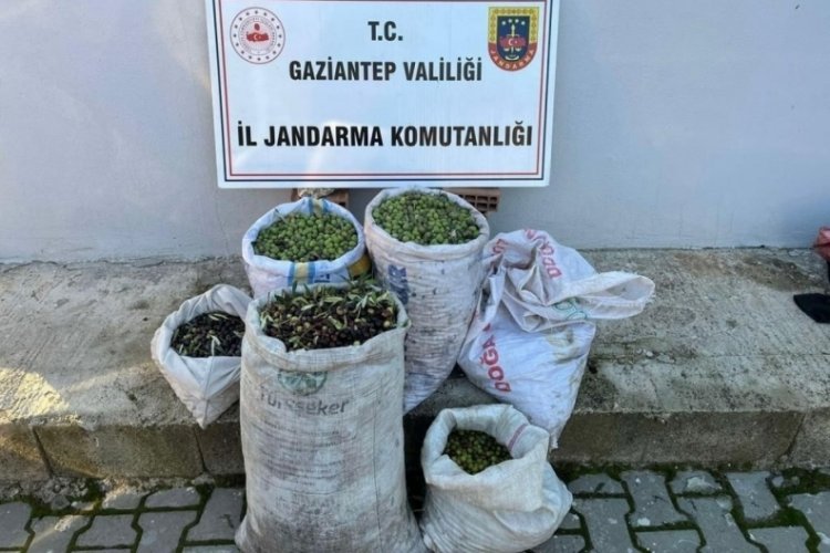 Gaziantep'te 1 ton zeytin &ccedil;alan hırsızlar jandarmadan ka&ccedil;amadı