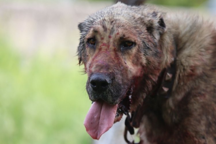 Kasıtlı tahrik edilen k&ouml;pek 'silahla tehdit' su&ccedil;u oluşturuyor