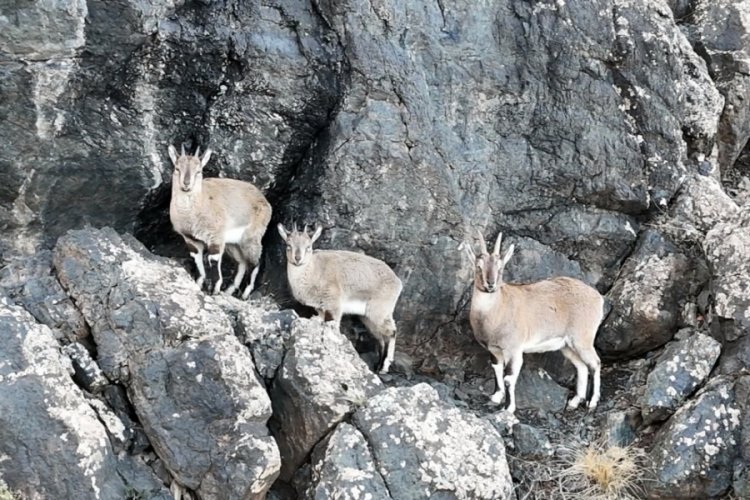 Erzincan Munzur Dağı'nda yaban ke&ccedil;ileri izleyenlerin i&ccedil;ini ısıttı