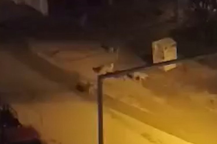 Başıboş k&ouml;peklerdan korkan &ccedil;ocuk, kamyonete saklanarak kurtuldu