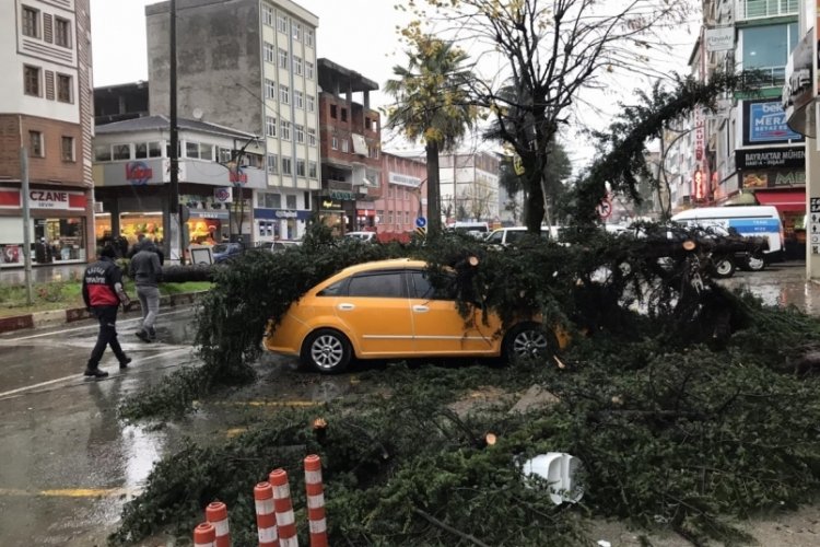 Rize'de fırtınanın devirdiği ağa&ccedil; taksilere zarar verdi