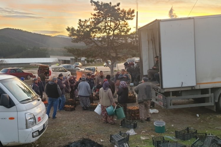 Uludağ'ın eteklerinde Kanlıca Mantarı (Melki) fışkırıyor