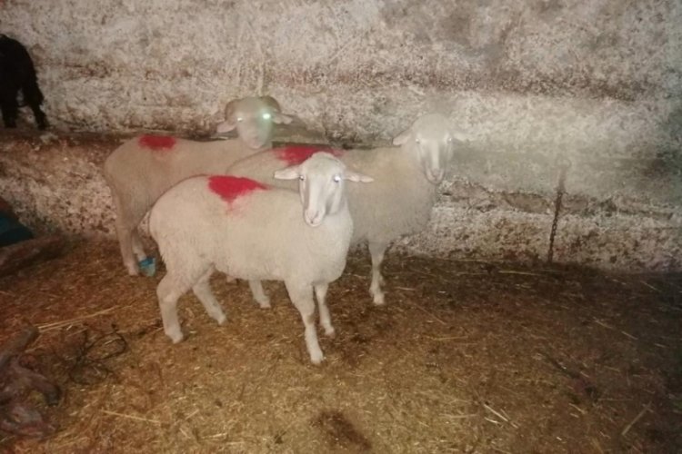 Koyun hırsızı 3 ş&uuml;pheli tutuklandı
