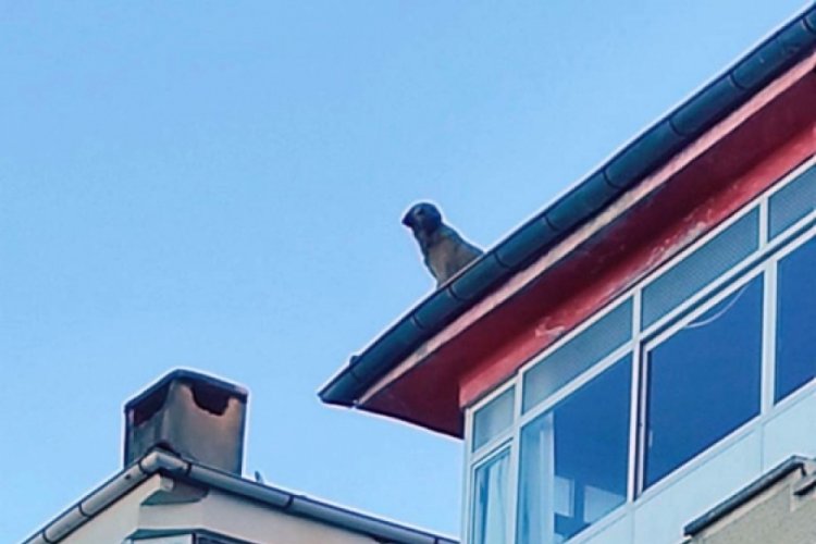 Yalova'da &ccedil;atıya &ccedil;ıkan k&ouml;peği itfaiye ekipleri indirdi
