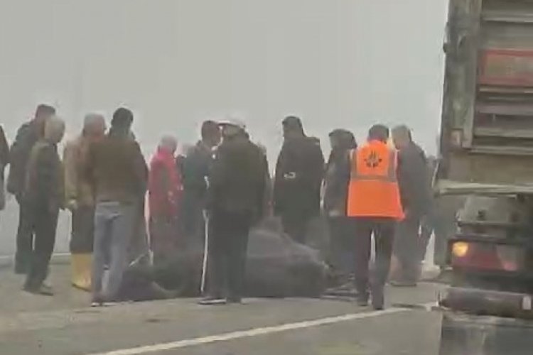Batman'da sis kazaya davetiye &ccedil;ıkardı: İki inek telef oldu
