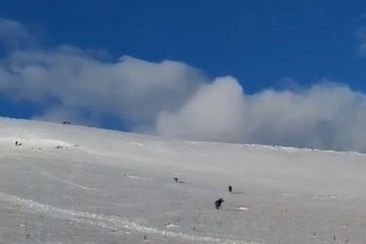 Ardahan'da a&ccedil; kalan kurt s&uuml;r&uuml;s&uuml; yerleşim yerine indi