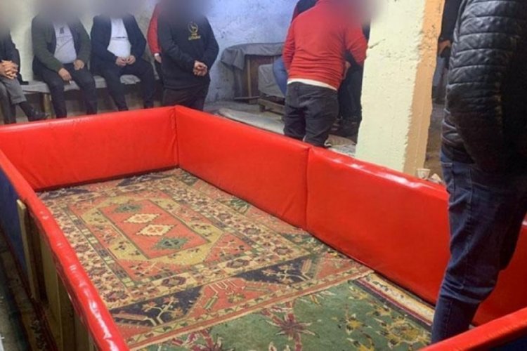 Ordu'da hayvanları koruma derneğinde horoz d&ouml;v&uuml;şt&uuml;rd&uuml;ler