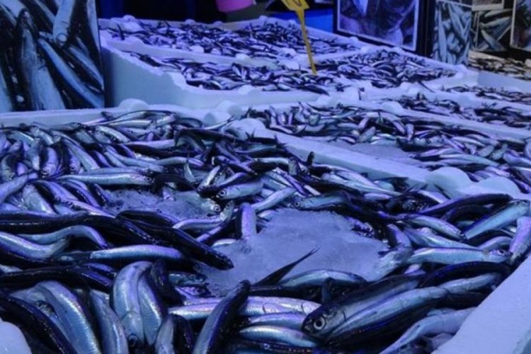 Trabzon'da hamsinin kilogramı 50 liradan satışa sunuluyor