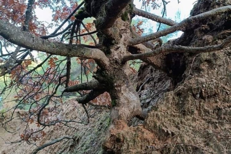 Manisa'da yaşlı meşe ağacı ilgi odağı oldu