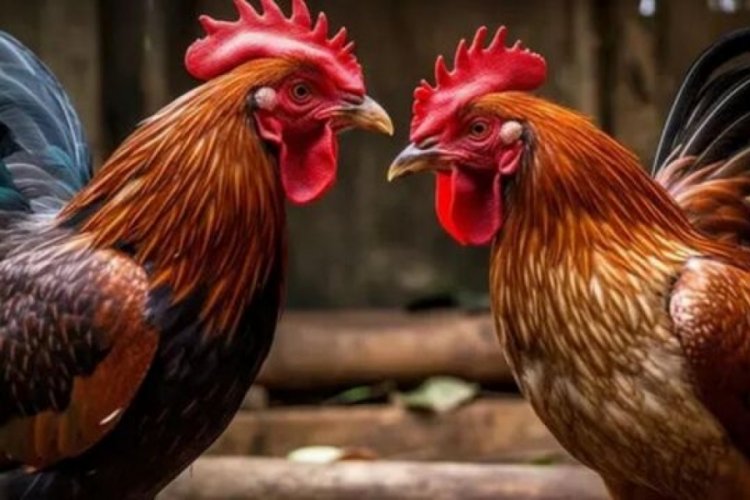 Horoz d&ouml;v&uuml;ş&uuml;ne polis baskını: 8 g&ouml;zaltı