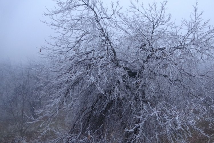 Malatya'da kırağı ağa&ccedil;ları ve bitkileri beyaza b&uuml;r&uuml;d&uuml;