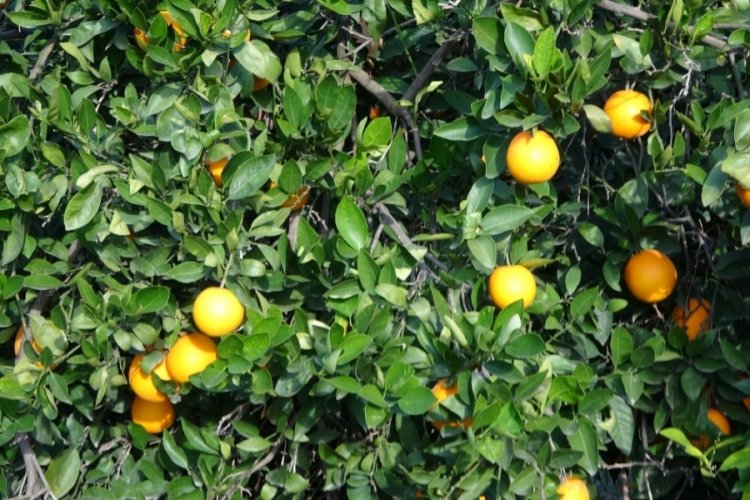 Portakal bah&ccedil;ede 3 TL, markette 45 TL!