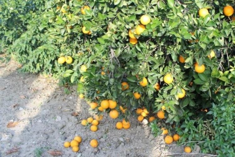 Bah&ccedil;ede 1 TL'ye satılan mandalina markette 20 lira!
