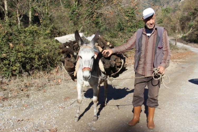 Ara&ccedil; kullanamadığı i&ccedil;in eşekle y&uuml;k &ccedil;ekiyor