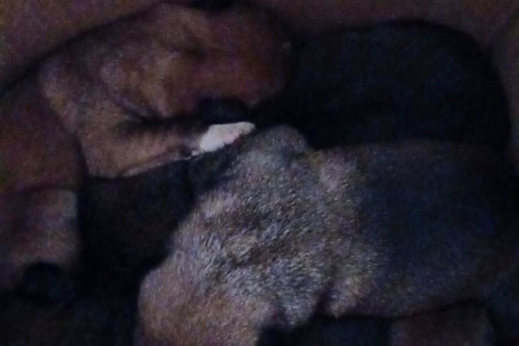 Edirne'de &ccedil;&ouml;pe atılan 5 k&ouml;pek yavrusunu temizlik iş&ccedil;ileri buldu