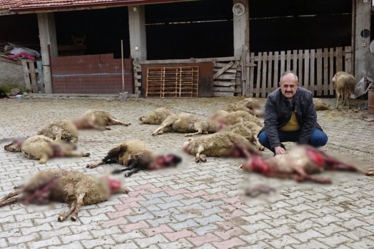 K&uuml;tahya'da ahıra giren sokak k&ouml;pekleri 22 koyunu telef etti