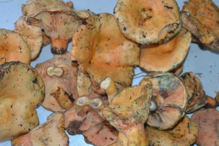 Bursa'da "Melki", Mersin'de "Kalabak" olarak biliniyor! Kilosu ateş pahası