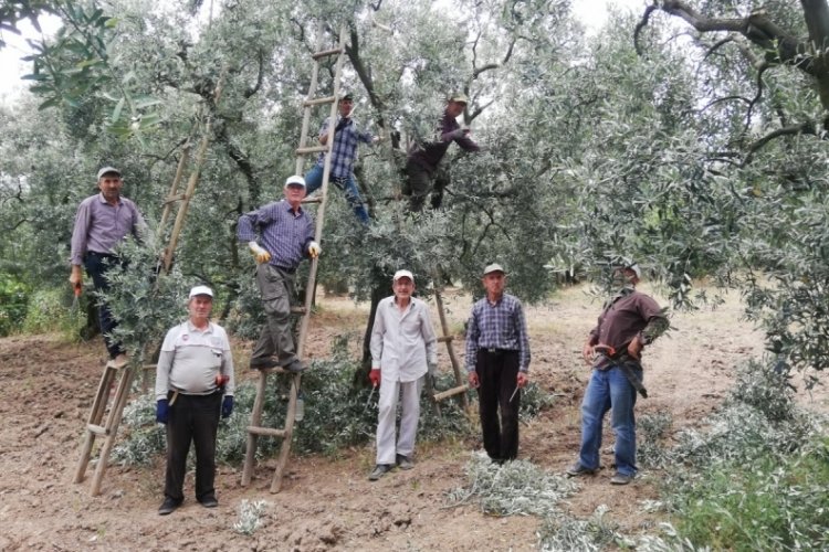 Zeytinde budama d&ouml;nemi başladı! Yevmiyeler ikiye katlandı,&nbsp;iş&ccedil;i&nbsp;yok