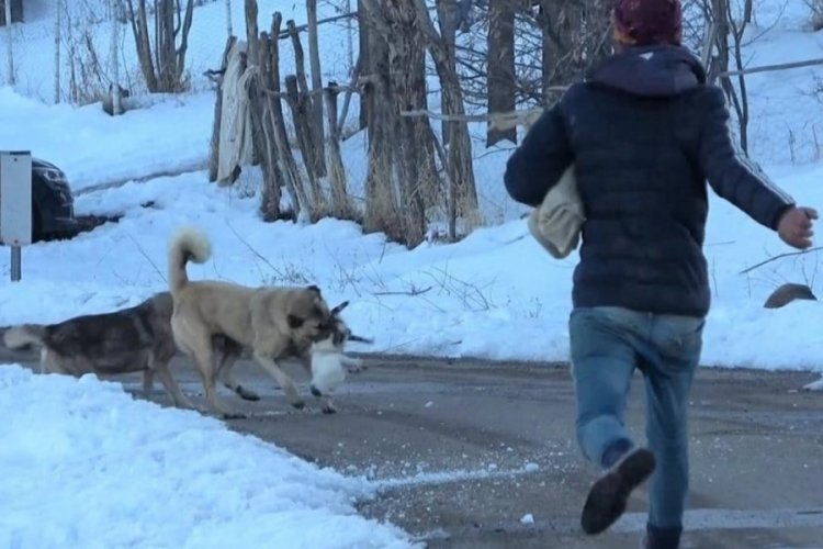 Muş'ta k&ouml;peklerin saldırdığı kedi i&ccedil;in canını ortaya koydu