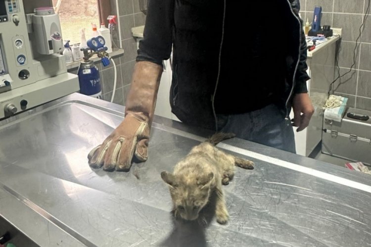 Bilecik'te park halindeki otomobilin altında sıkışan kedi kurtarıldı