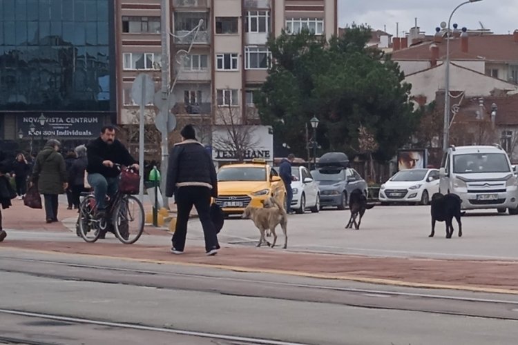 Eskişehir'de başıboş k&ouml;pekler &ccedil;evreye endişe veriyor