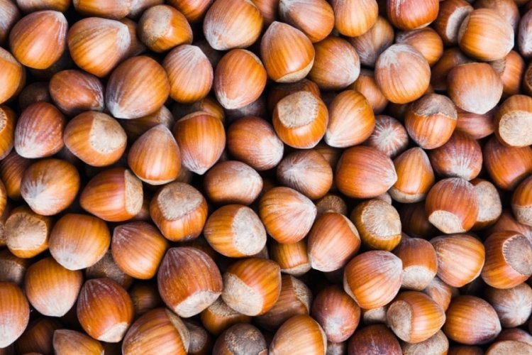 Fındık &uuml;reticilerine kritik uyarı