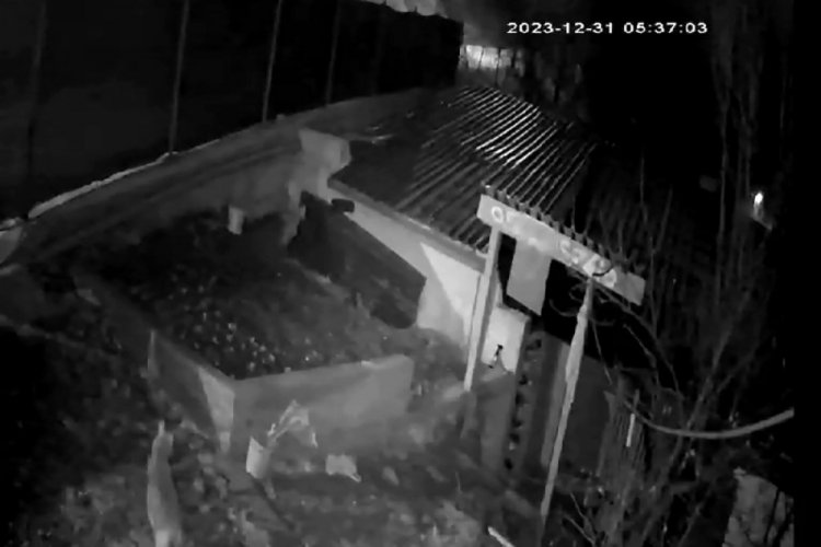 Evin bah&ccedil;esine giren kurt ve sansar kamerada