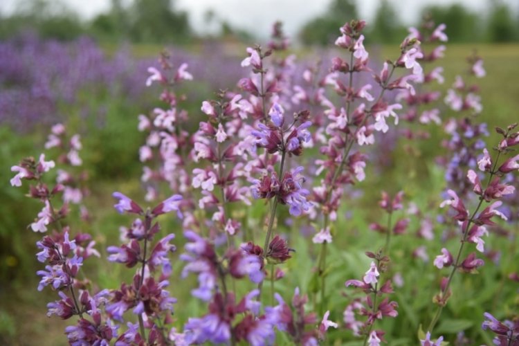 Samsun'da tıbbi aromatik bitki &uuml;retimi artıyor