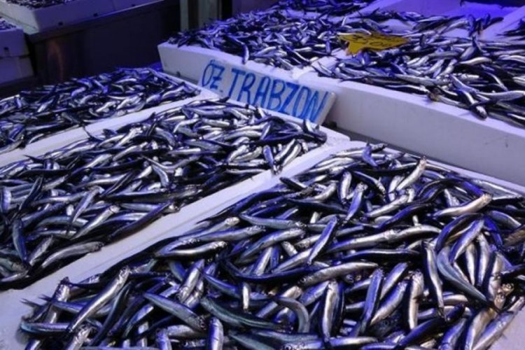 Hamsi ihracatından 25 milyon dolarlık gelir